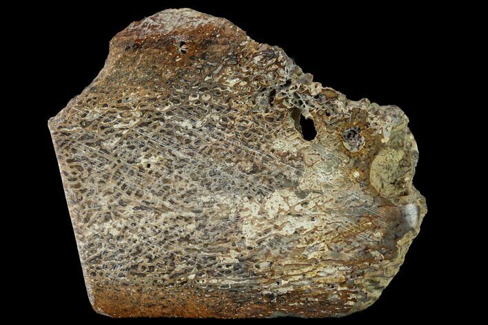Polished Pliosaur (Liopleurodon) Bone - England #164873